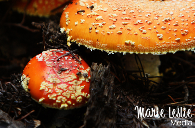 mushroom, orange, toadstool, rocky mountain national park, colorado