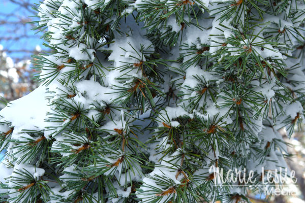 ©Marie Leslie, pine tree, snow