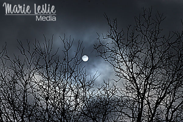 ©Marie Leslie, trees, sun, clouds