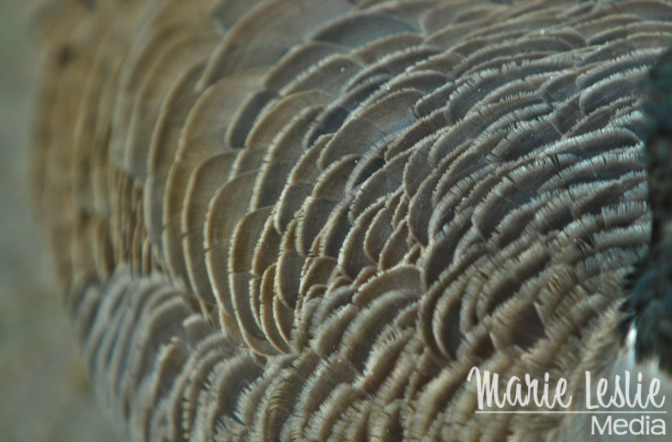 close up of goose feathers