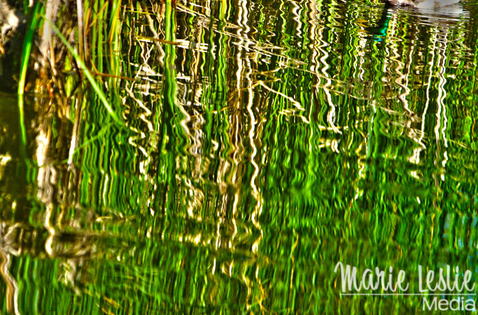 reflection of reeds in a pond