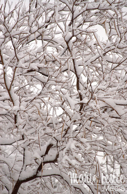 snow-covered tree limbs