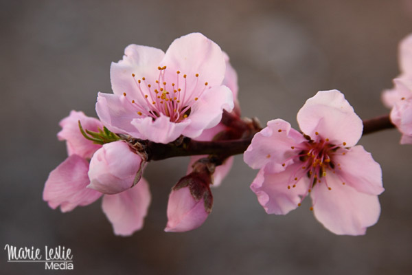 pink nectarine blossoms, spring flowers