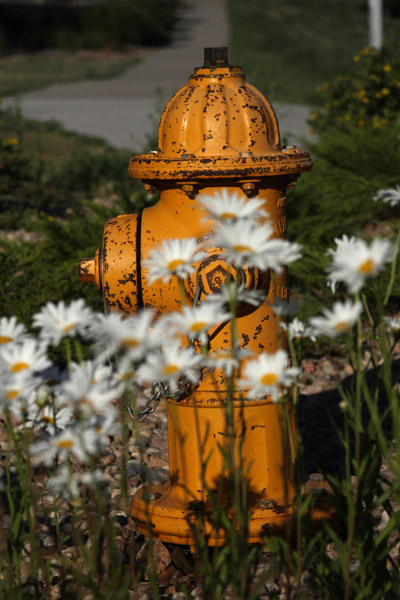 hydrant and daisies