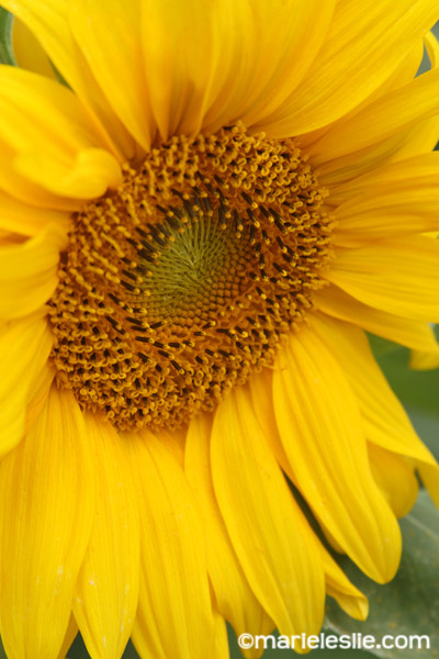 close up sunflower from how to photograph flowers tutorial