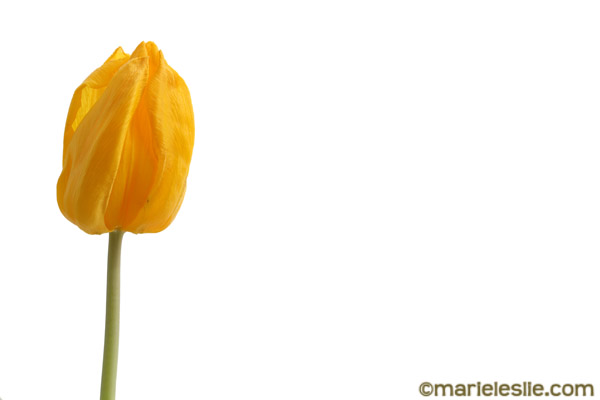 single yellow tulip--how to photograph flowers
