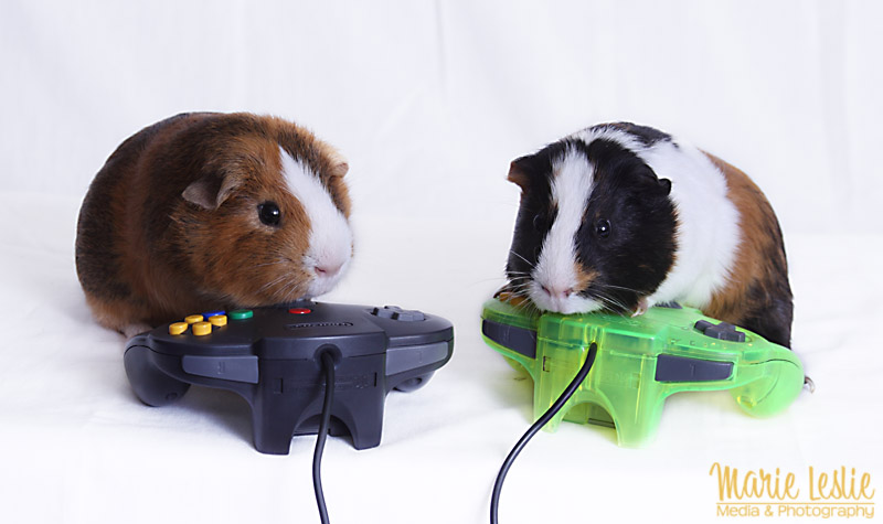 Techniques for Better Pet Photography--photographing guinea pigs