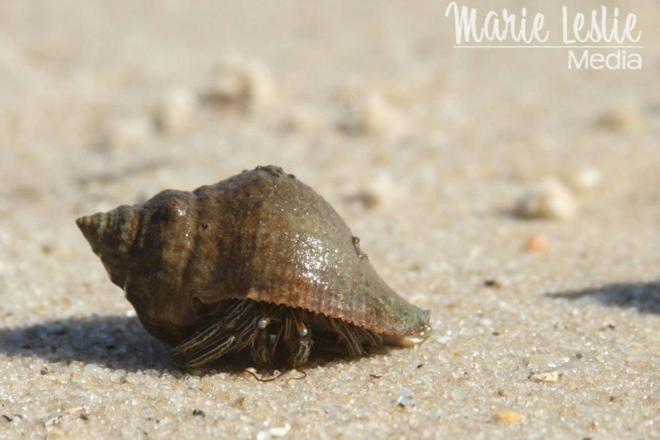 Hermit Crab, Galveston, Texas