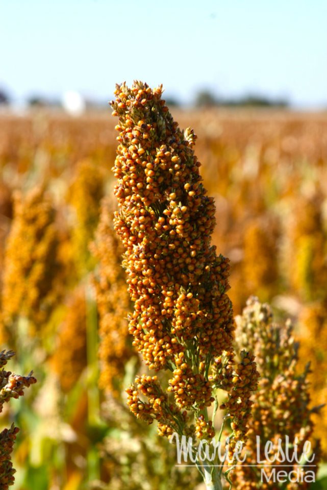 Kansas sorghum