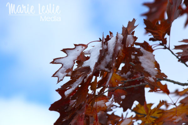 ©Marie Leslie, red maple leaves with snow