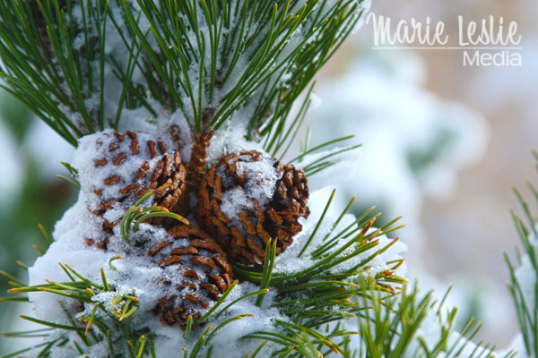 ©Marie Leslie, pine cones on the tree in snow