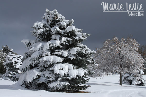 ©Marie Leslie, pine tree, snow