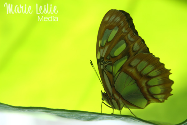 green butterfly