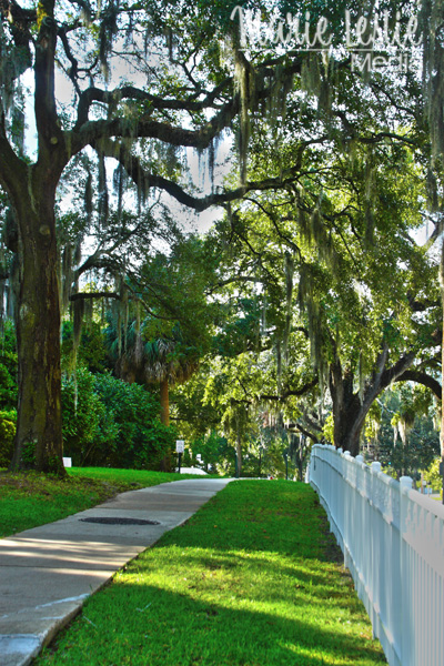 Tallahasee sidewalk, Tallahassee, Florida