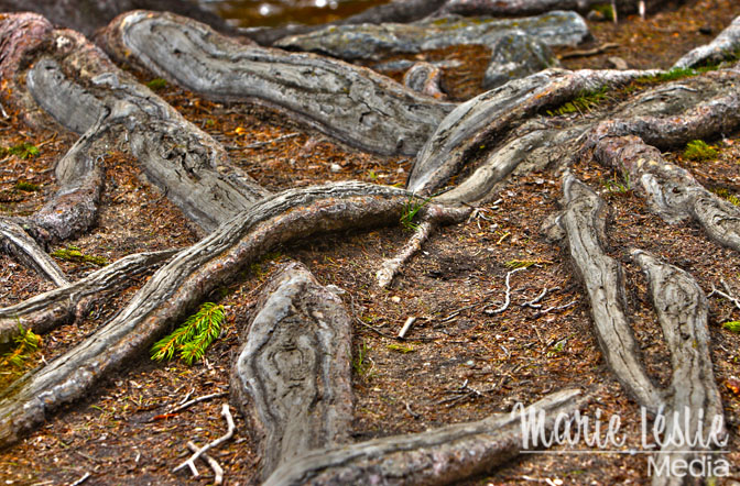exposed tree roots, rocky mountain national park