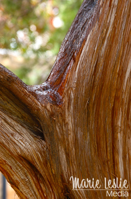 icy crotch of a tree