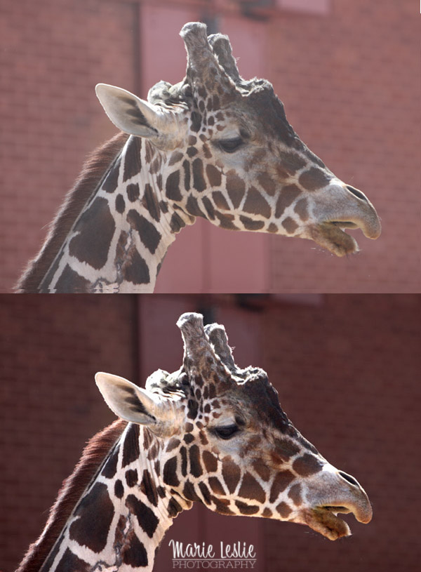 giraffe, photoshop levels