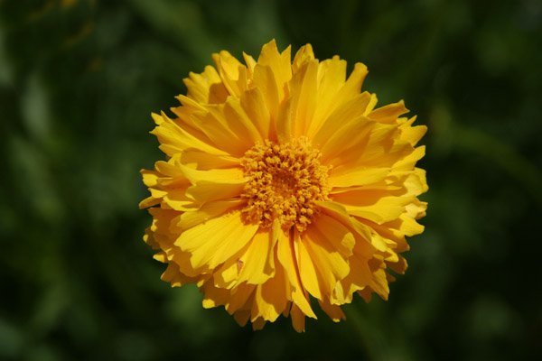 yellow flower, coreopsis