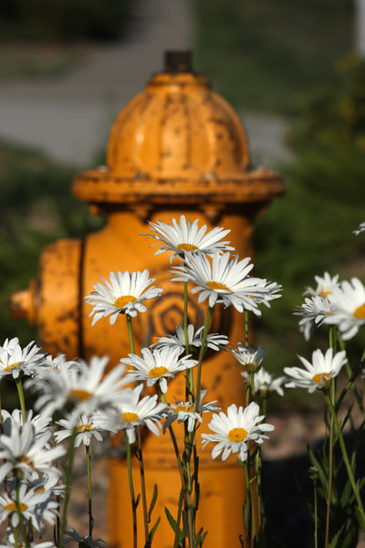 hydrant and daisies