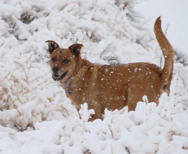 protect your pets in winter weather