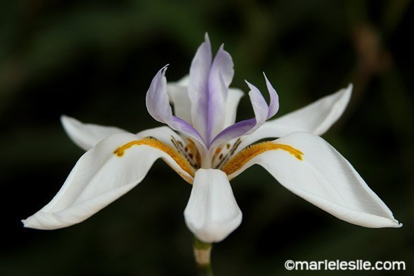 Photography Tutorial: How to Photograph Flowers