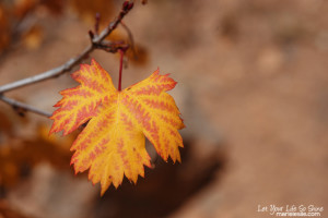 Fall Color Pop Action