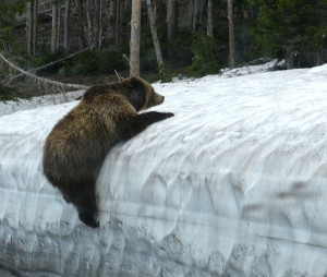 bear in yellowstone