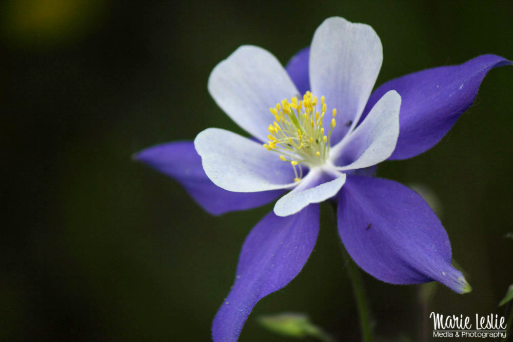 Beautiful Colorado Wildflower Photography