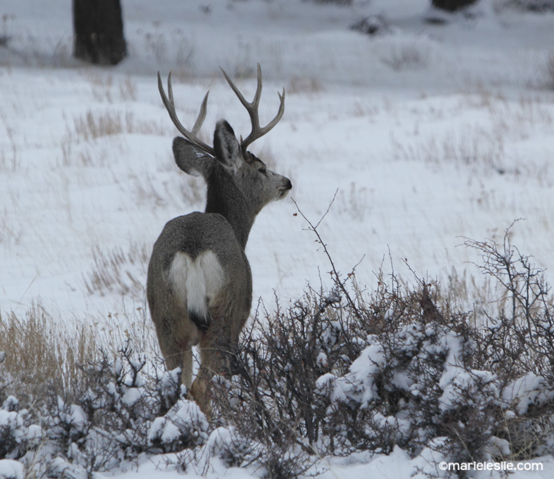 Wildlife Photography Should Be Easy--The Butt Post