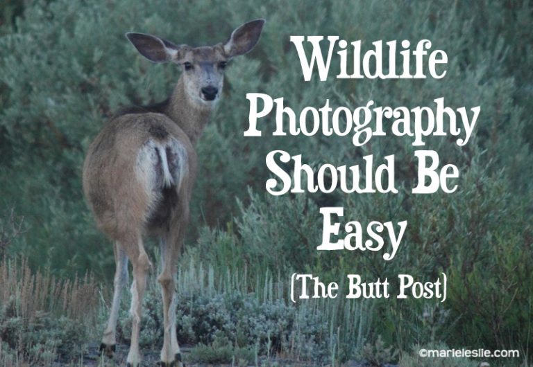 Wildlife Photography Should Be Easy–The Butt Post