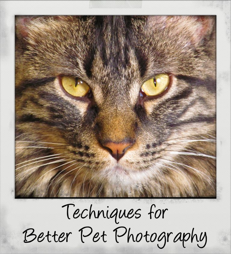Techniques for Better Pet Photography