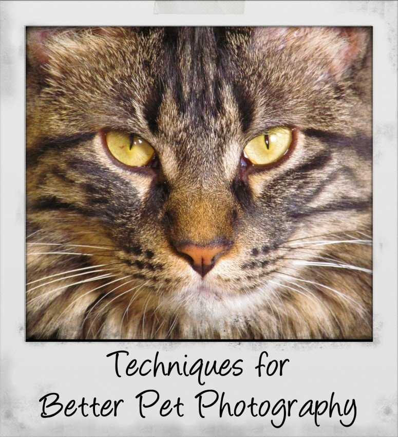 Techniques For Better Pet Photography