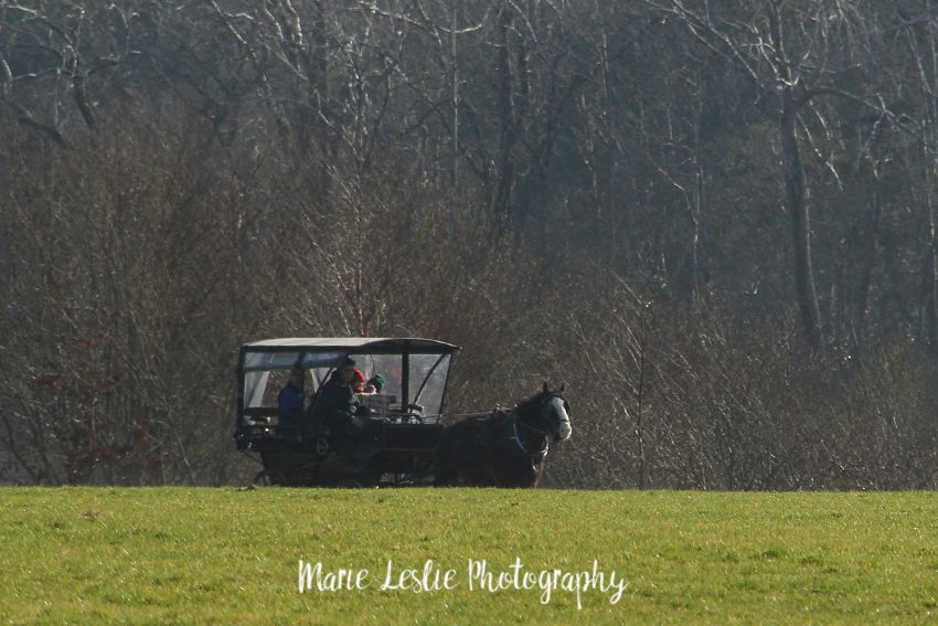 Jaunting Cart at Killarney National Park