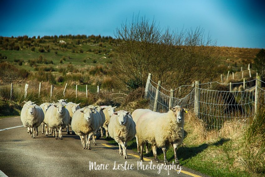 Sheep along the Ring of Kerry