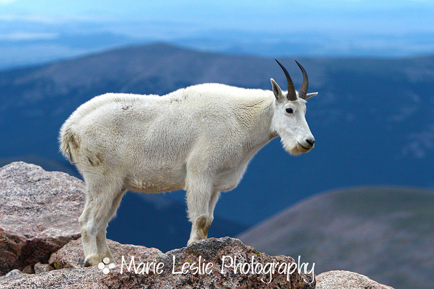 Mountain Goat 2