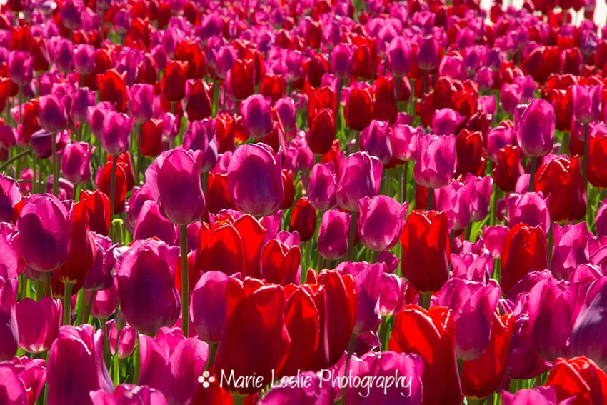 A Sea of Pinks