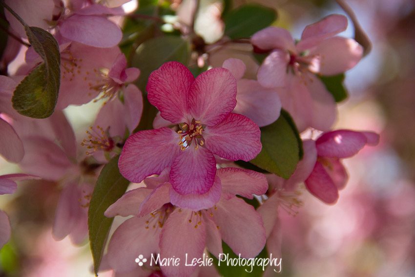 Crabapple Cerise