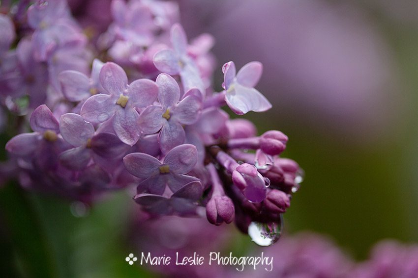 Lilacs After Rain