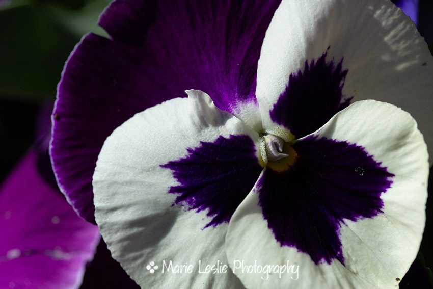 Little Purple Pansy