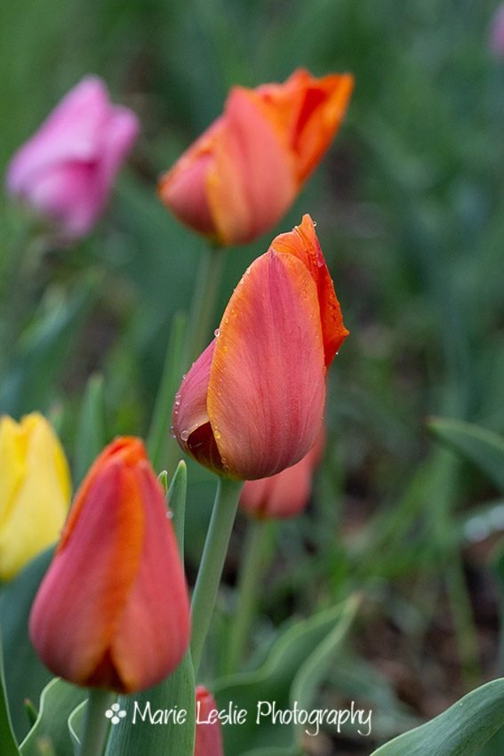 Tiny Tulips