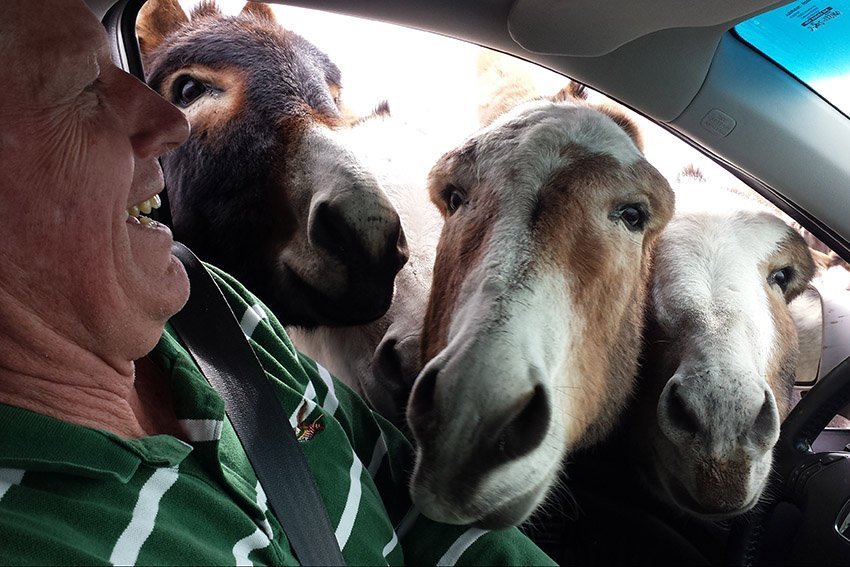 custer state park donkeys