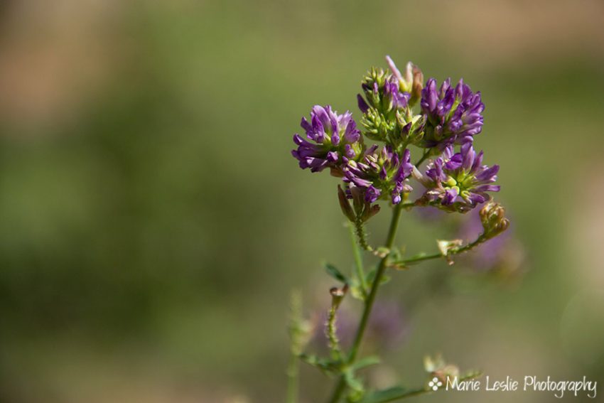 Colorado Wildflowers along Plateau Creek