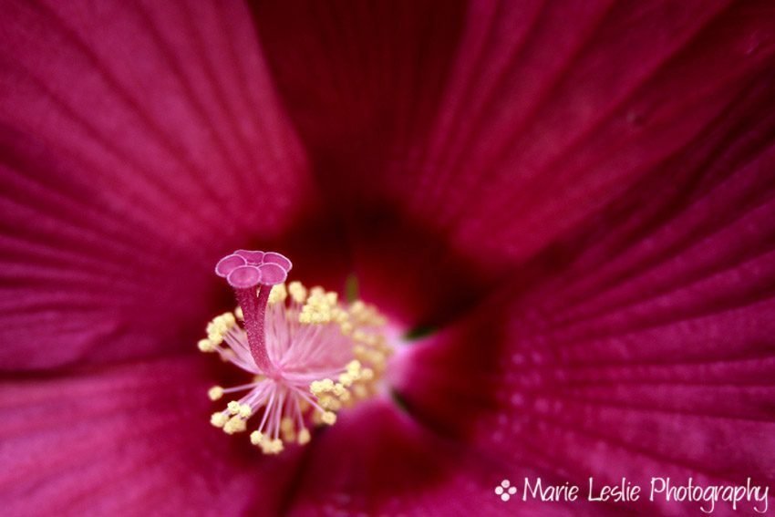 Make Creative Close-Ups with Macro Photography