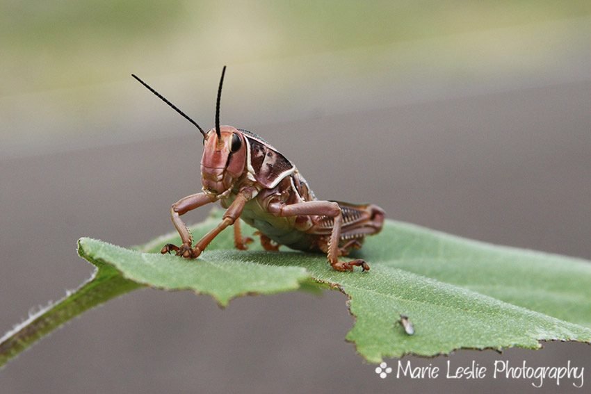 Grasshopper Close-up