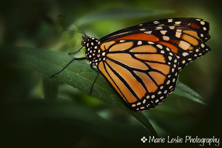 majestic monarch