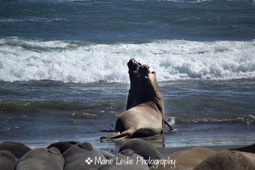 Dueling Elephant Seals