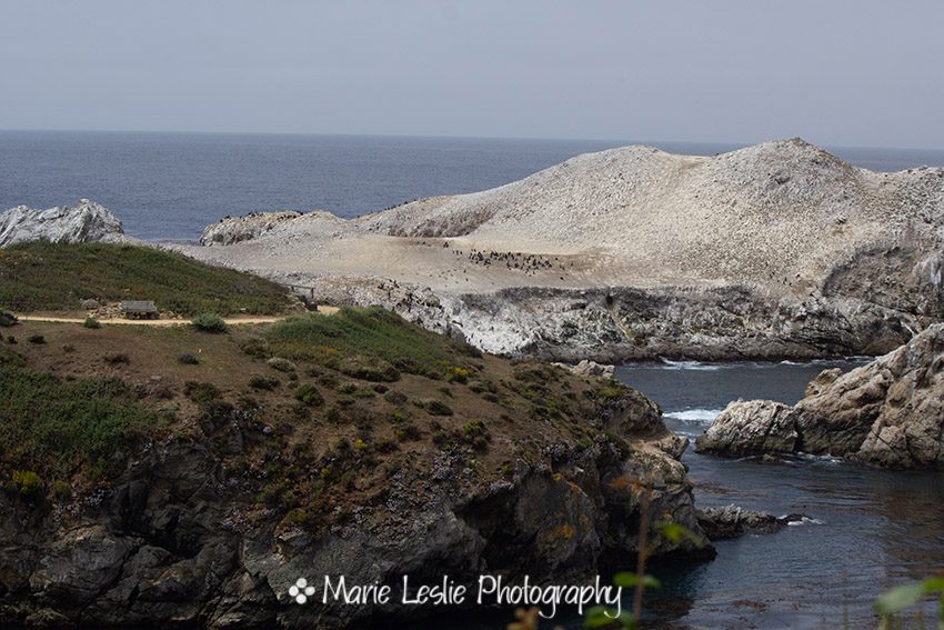 Bird Island at Point Lobos