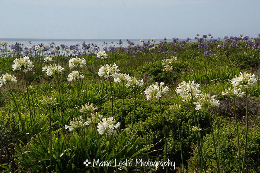 Lilies on the Sea