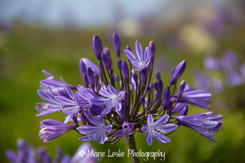 Purple Agapanthus 2