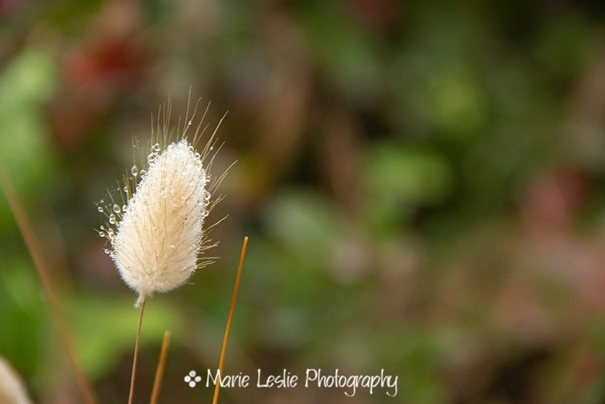 Seaside Grasses